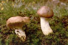 slizák mazlavý - gomphidus glutinosus