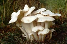 líha srostlá - lyophyllum connatum