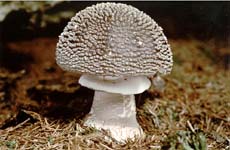 muchomůrka šedivka - amanita spissa