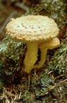 šupinovka ohnivá - pholiota flammans