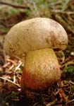 hřib kříšť - boletus calapus