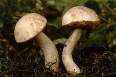kozák bílý - leccium holopus