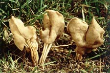 chřapáč hnědý - helvella badia