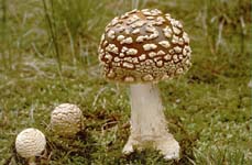 muchomůrka královská - amanita regalis