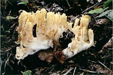 kuřátka - ramaria subtilis