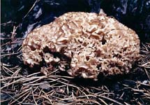 kotrč kadeřavý - sparassis crispa