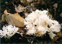 kuřátečko hřebenité - clavulina coralloides