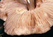 štítovka černolemá - pluteus atromarginatus
