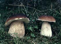 hřib smrkový - boletus edulis