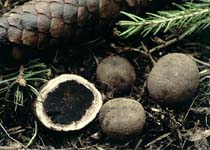 jelenka obecná - elaphomyces granulatus