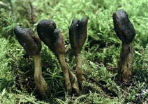 housenice cizopasná - cordyceps ophioglossoides