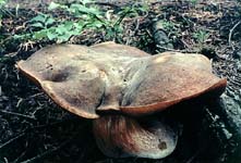 hřib kovář - boletus erythropus