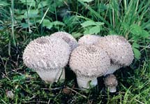 pýchavka horská - lycoperdon foetidum