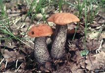 křemenáč březový-tmavonohý - leccinum rufescens