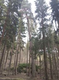 borovice u Bílé Huti u Čenkova