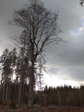 buk na Holém vrchu