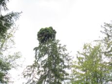 čarověník