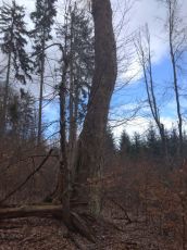 javor klen pod Nahořovem