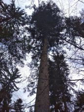 jedle na Třemšíně