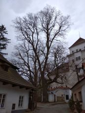 lípa v Rožmitále