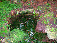 studánka pod Anenským vrchem