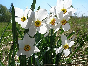 narcisky před školou