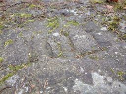 detail m