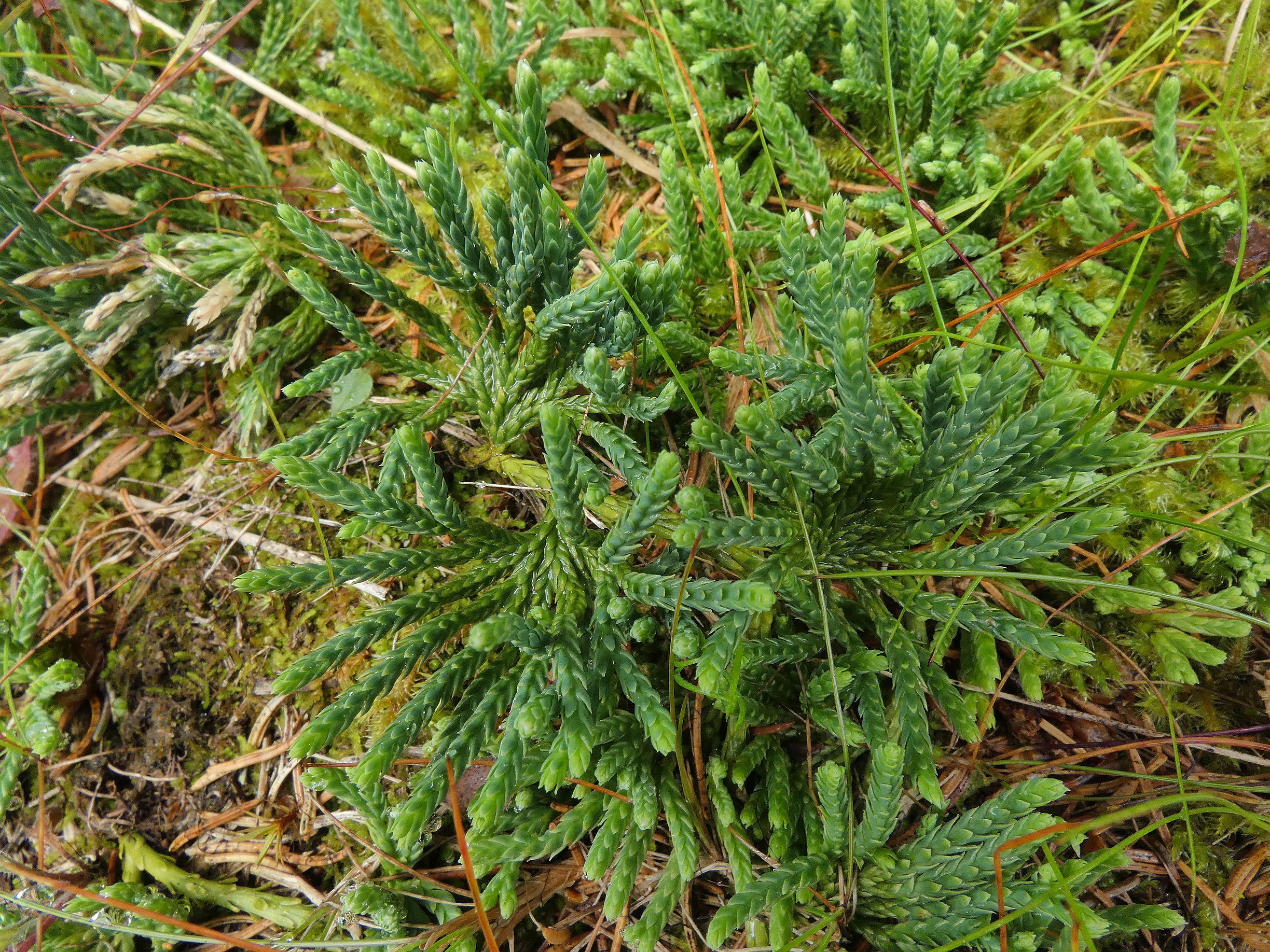 plavuník alpinský - detail (Šumava)