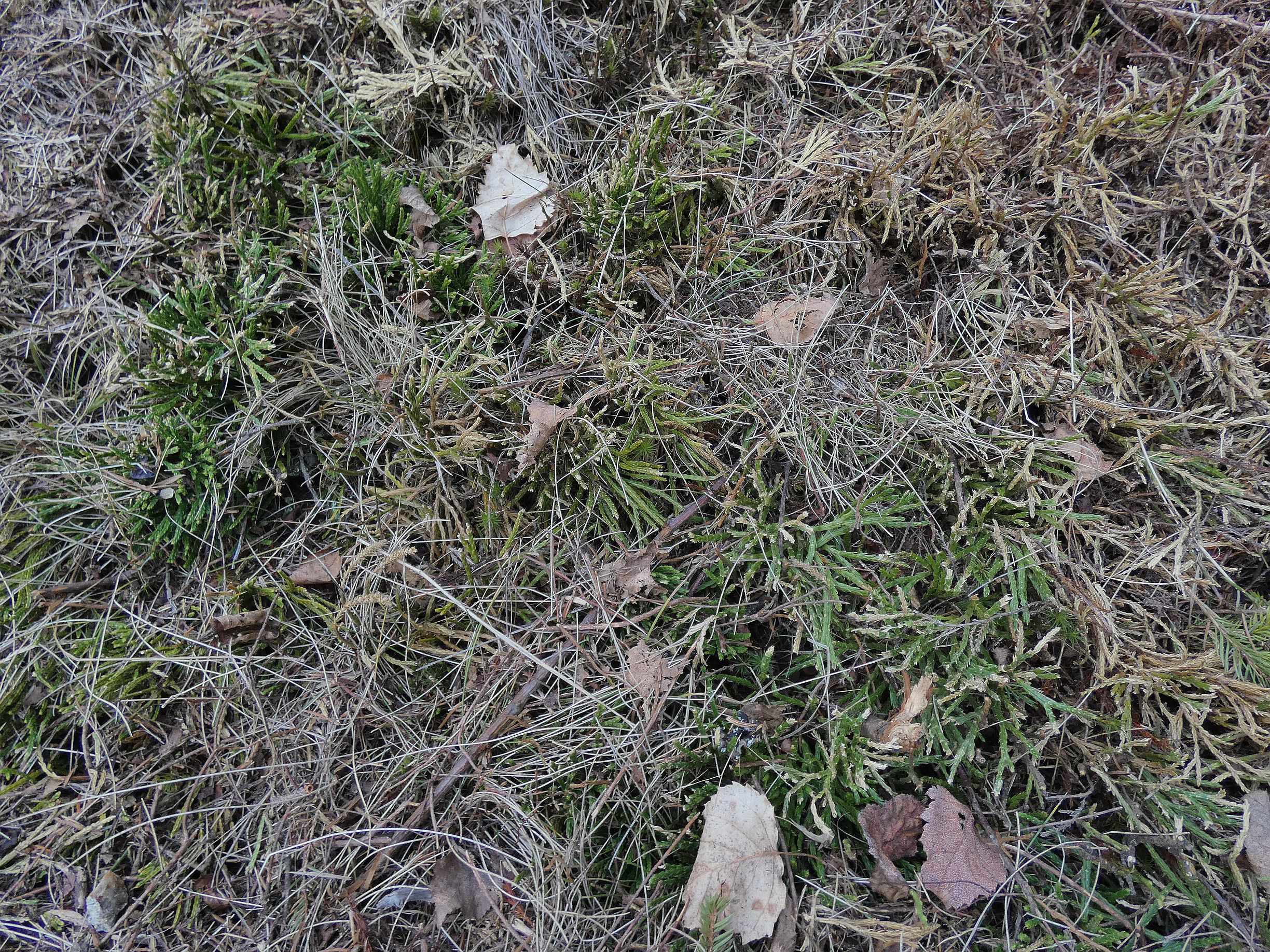 plavuníky po sestřihu při úpravě sjezdovky (Šumava)