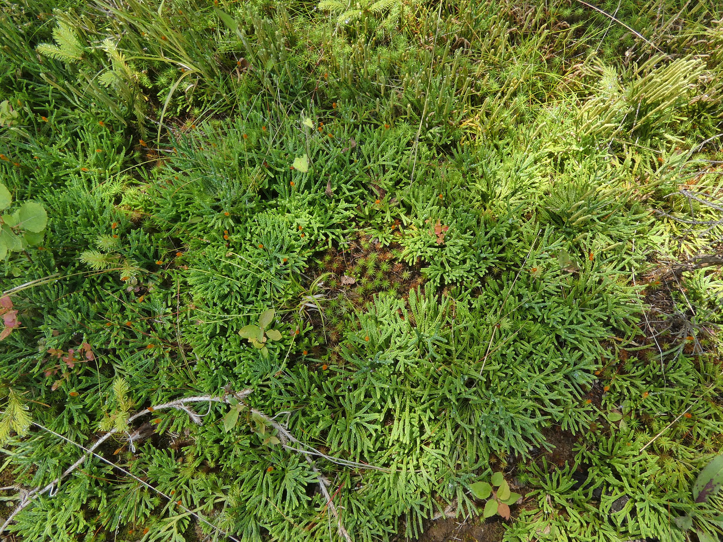 plavuníky zploštělý a alpinský (Šumava)
