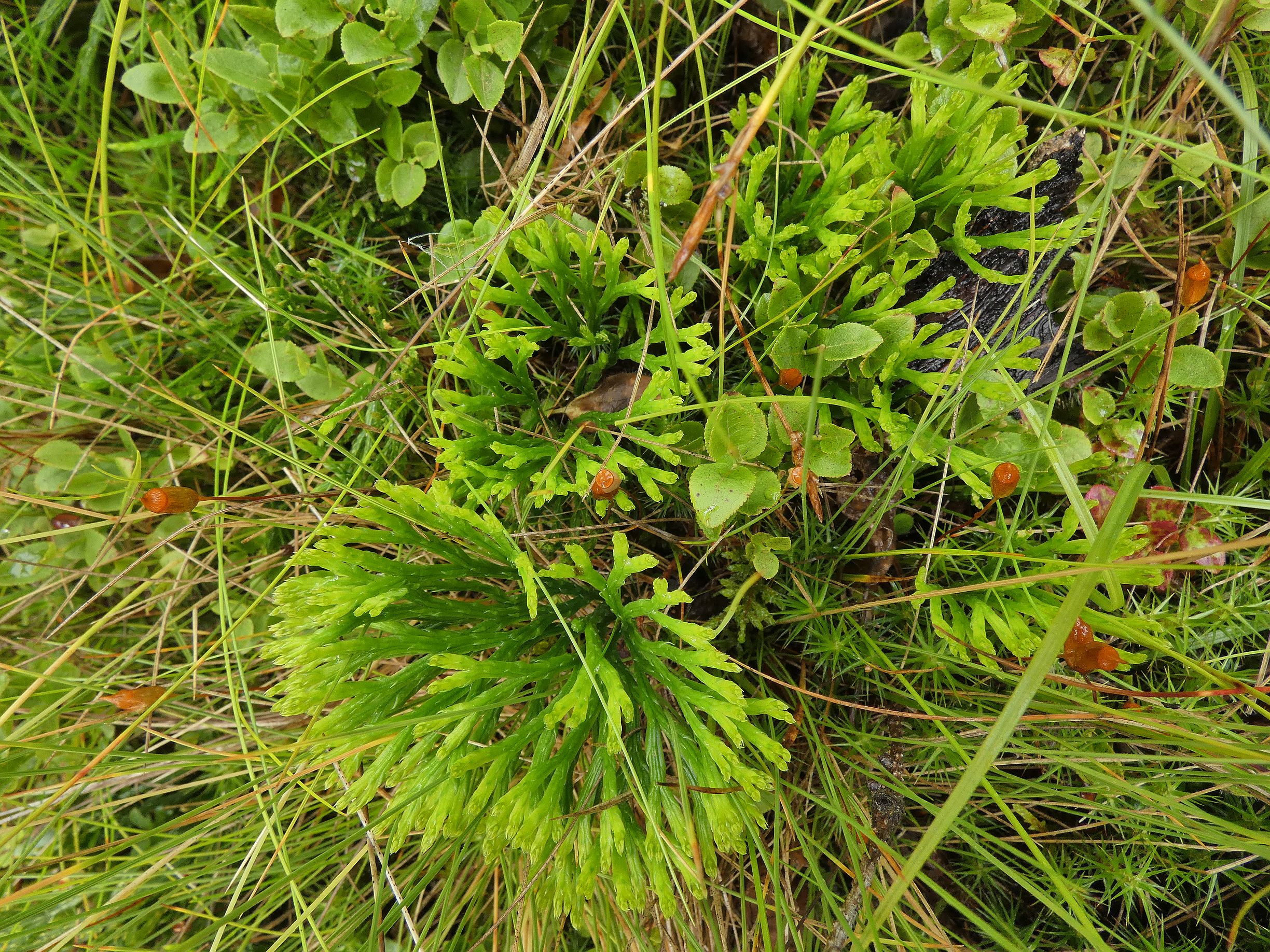plavuník zploštělý - detail (Šumava)