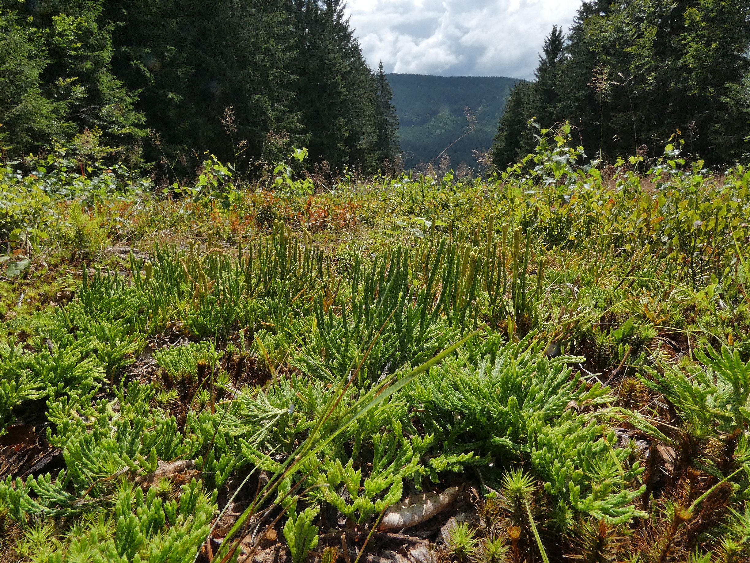 plavuník zploštělý a alpinský (Šumava)
