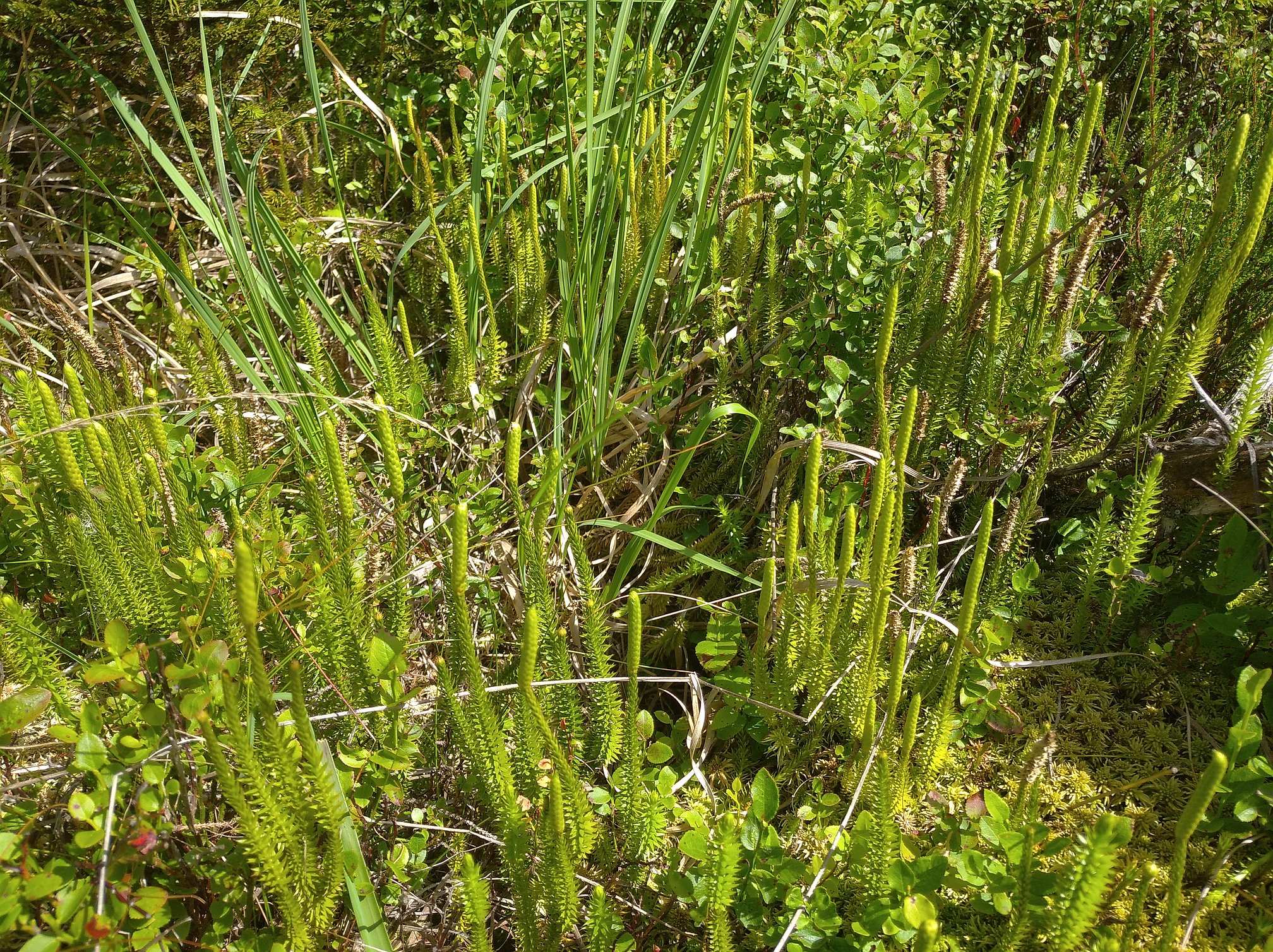 pučivá opravdu pučí (Reserva)
