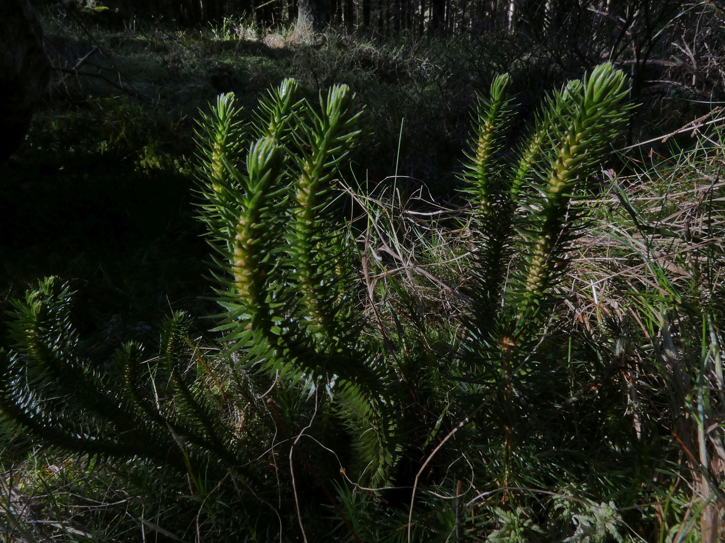 detail (Reserva)