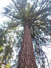douglaska nad Voznicí